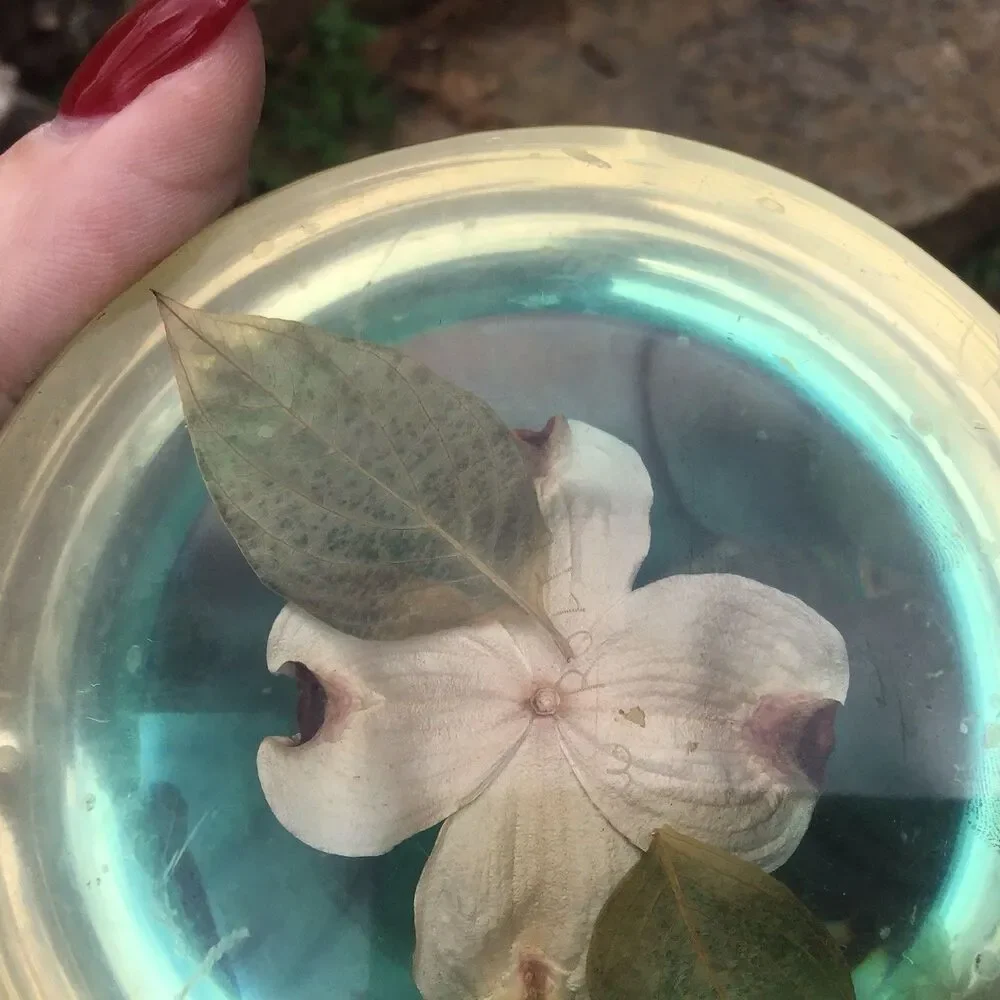 Lucite Paperweight Blue Dogwood Flower Half Circle Signed W Rolfe
